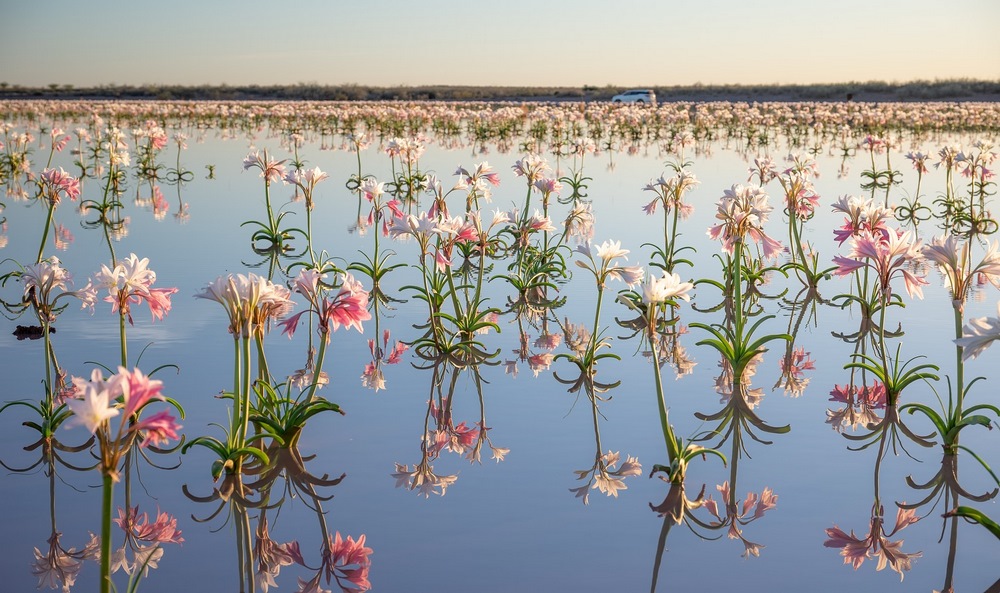 Sandhof Namibia Pantano Lily