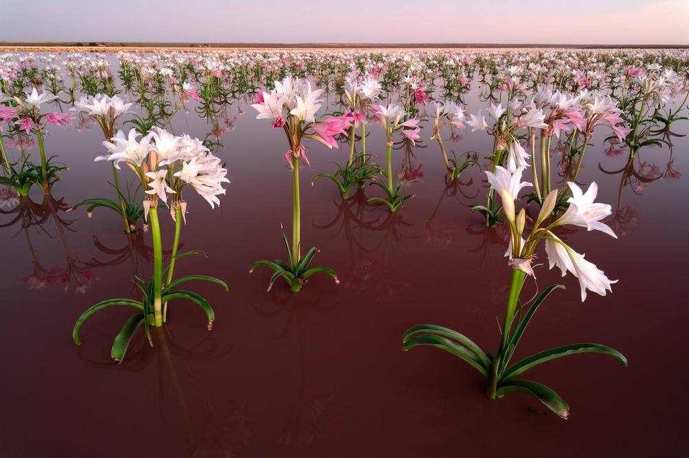 Lys de sable