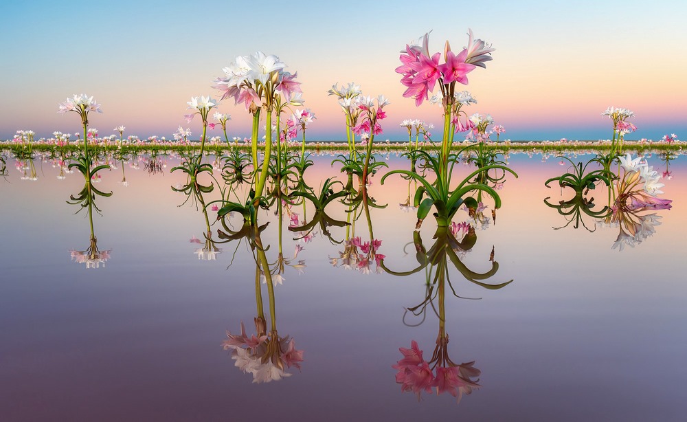 Lys de sandhof en Namibie
