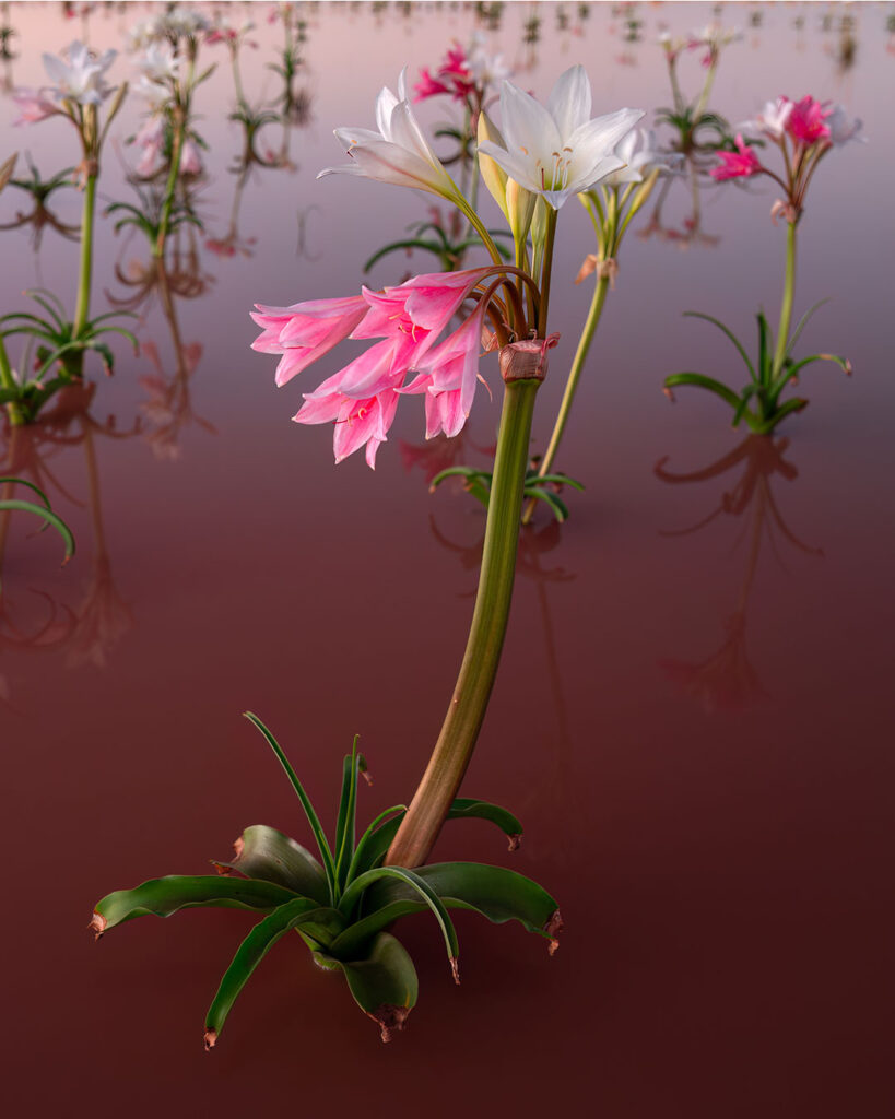 Détail des fleurs de Crinum Paludosum (Lirio de Bushveld Vlei ou Lirio de Sandhof)