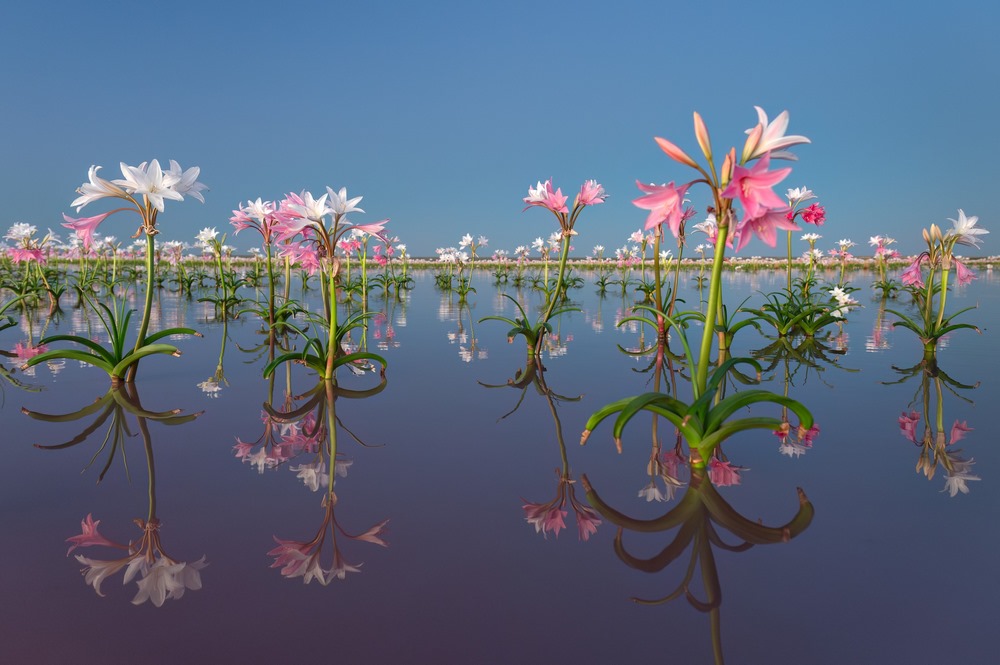 Crinum Paludosum Flowers (Lirio de Bushveld Vlei ou Lirio de Sandhof)