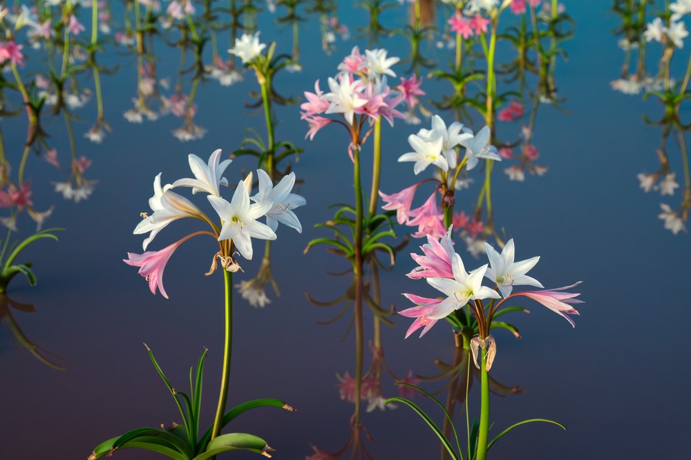 Sable de lys crinum paludosum fleurs