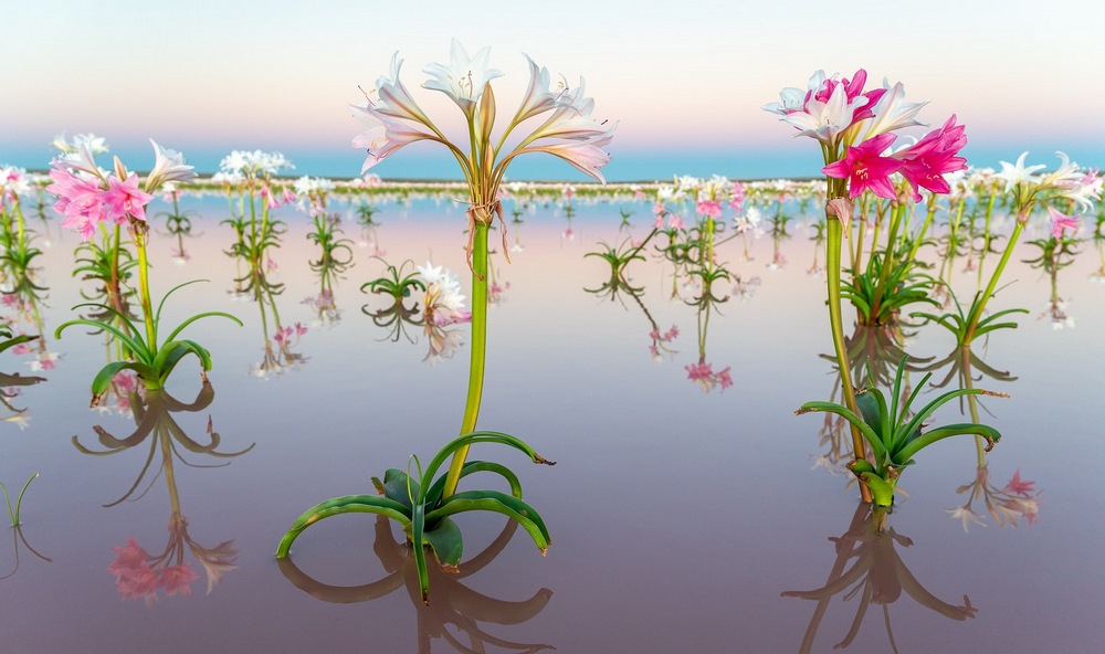 Crinum Paludosum Flowers (Lirio de Bushveld Vlei ou Lirio de Sandhof) en Namibie