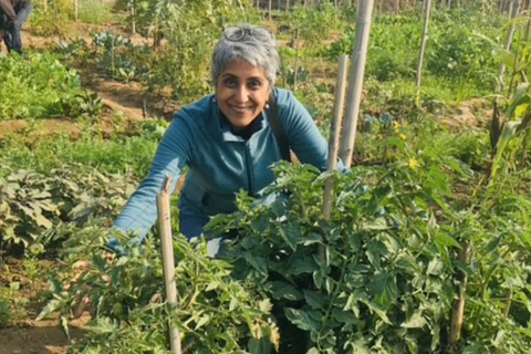 Quelles sont vos plantes préférées pour cultiver dans le jardin?