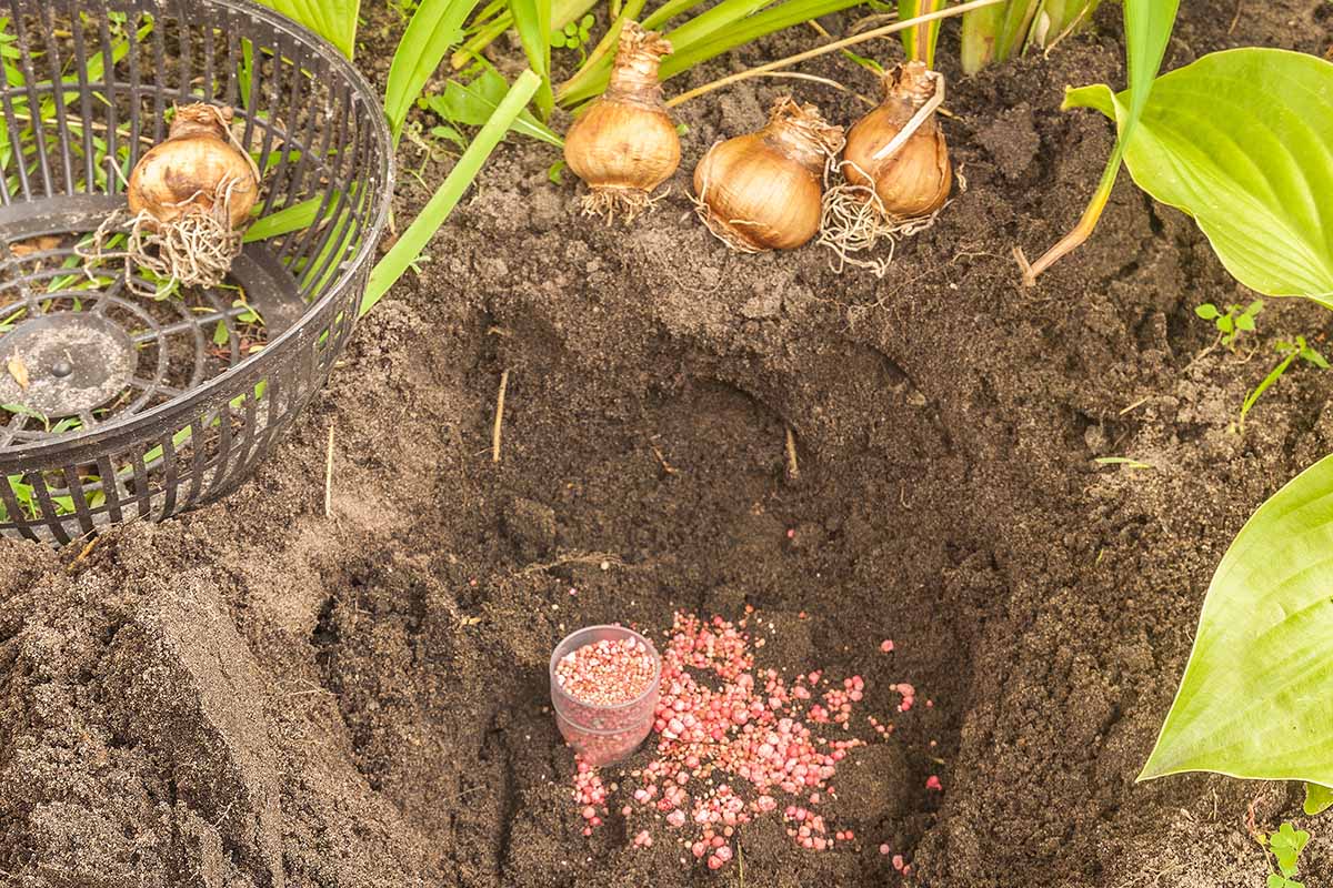 Une image horizontale rapprochée d'un trou creusé dans le sol avec un engrais au fond de celui-ci avant la plantation.
