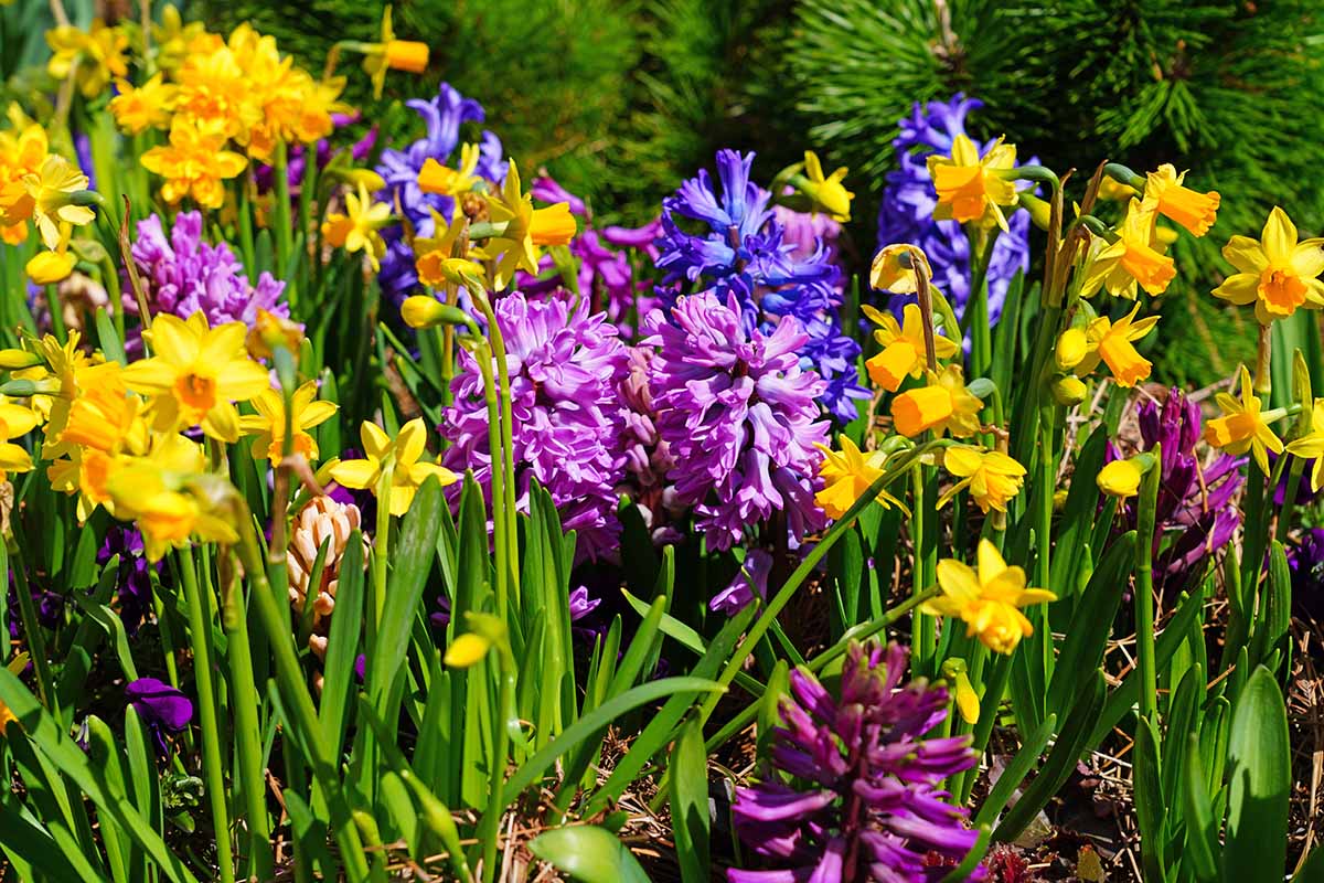 Une image horizontale de fleurs de printemps colorées, y compris des jonquilles et des jacinthes qui poussent dans le jardin illustré sous un soleil brillant.