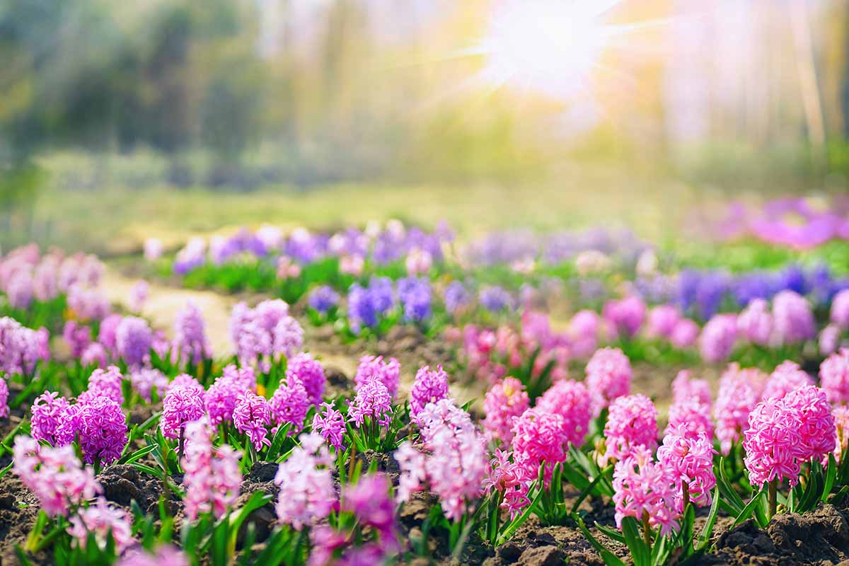 Une image horizontale d'un grand champ de jacinthes en pleine floraison avec le soleil en arrière-plan.