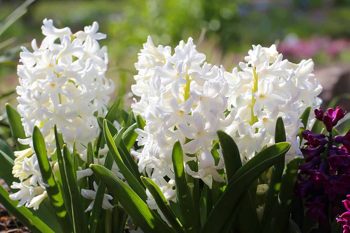 Une image horizontale rapprochée de jacinthes blancs poussant dans le jardin illustré sous un soleil brillant sur un fond de mise au point doux.
