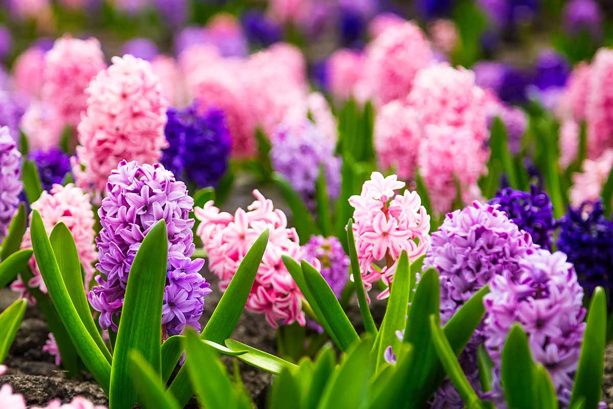Une image horizontale rapprochée de belles fleurs de jacinthe dans une variété de couleurs poussant dans le jardin de printemps.
