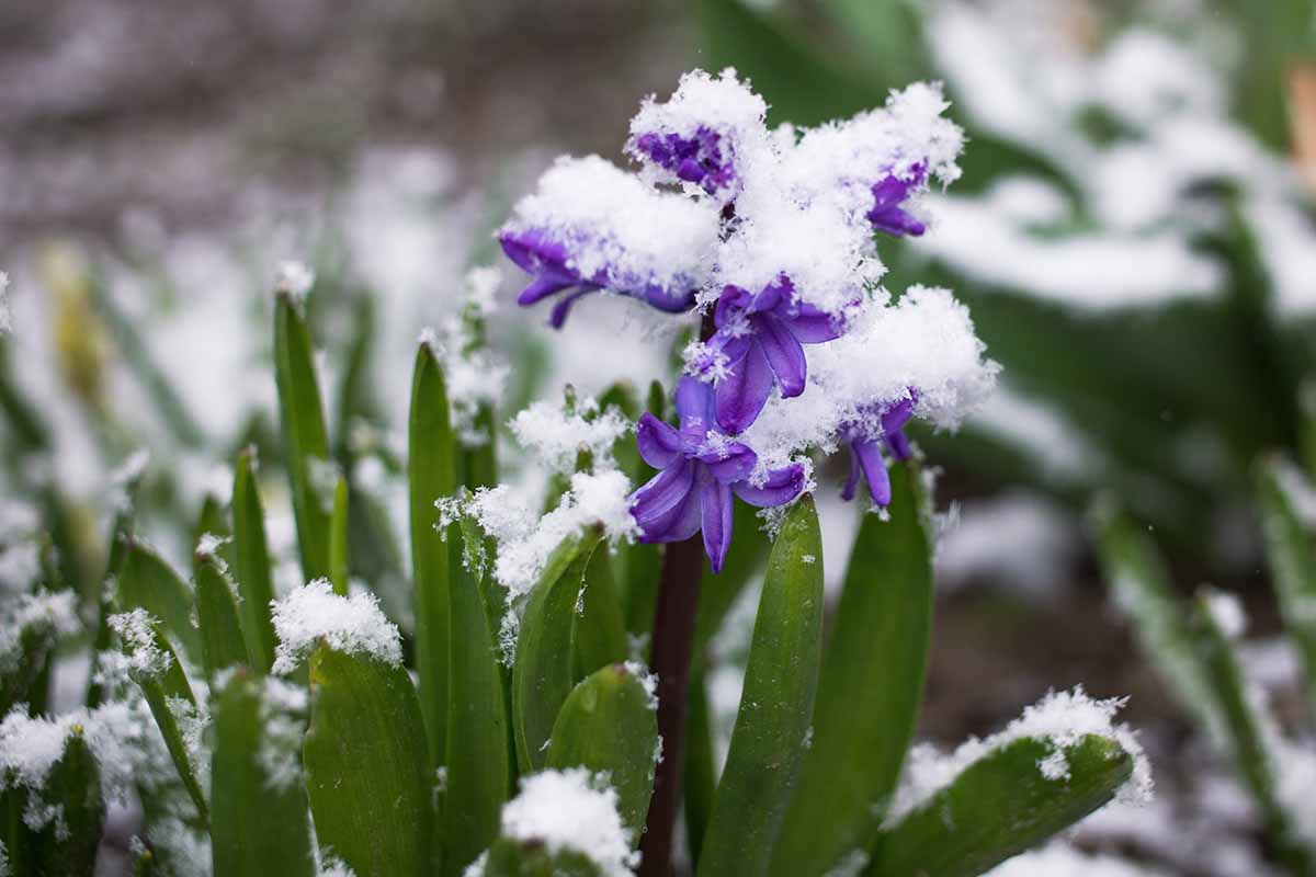 Une image horizontale rapprochée d'une fleur de jacinthe violette avec de la neige partout au début du printemps.