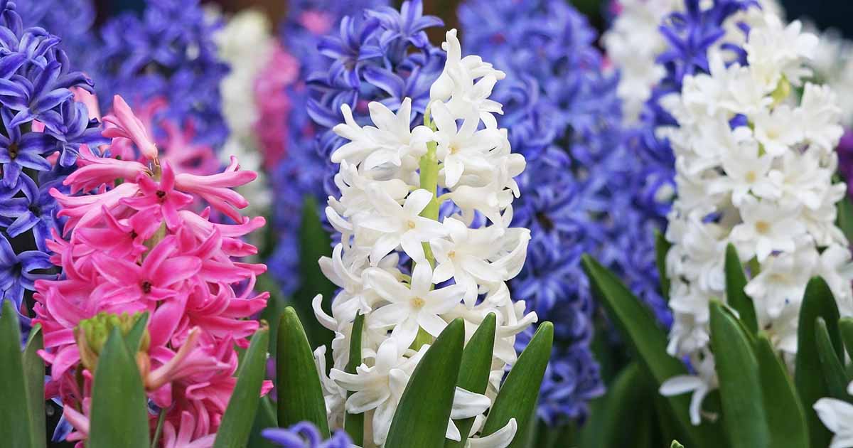 9 raisons pour lesquelles les jacinthes peuvent ne pas fleurir