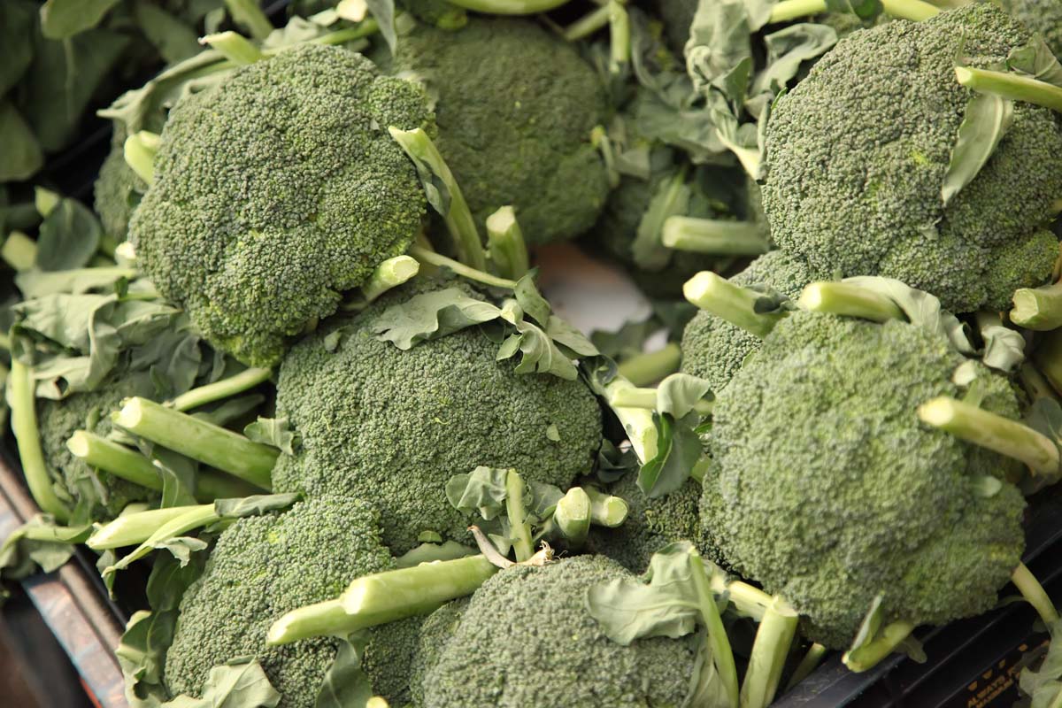 Un gros plan de têtes de brocoli fraîchement récoltées avec le feuillage retiré, placée dans une boîte en bois.