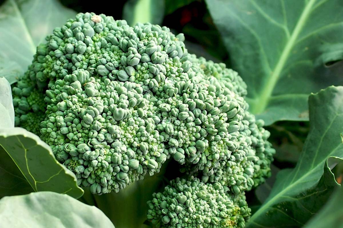 Un détail rapproché d'une tête de brocoli près du temps de récolte illustré dans le feuillage vert vif.