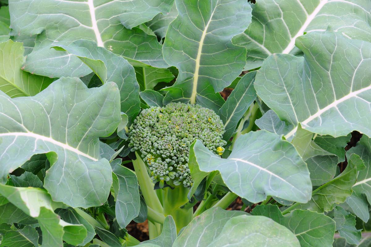 Un gros plan d'une petite tête de brocoli parmi un grand feuillage vert plat poussant dans le jardin.