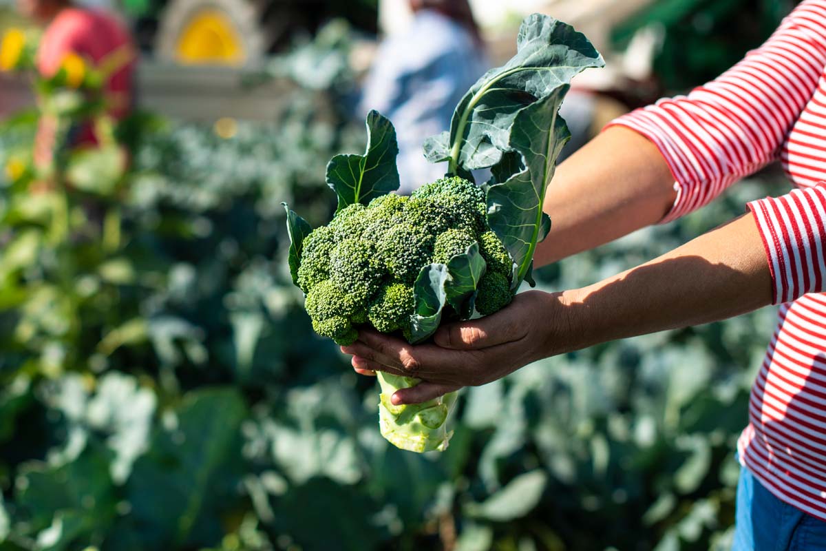 Un gros plan d'une paire de mains de la droite du cadre tenant une tête de brocoli fraîchement récoltée avec une scène de jardin en arrière-plan en arrière-plan.