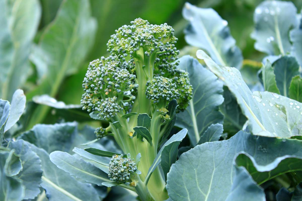 Un gros plan d'une petite tête de brocoli immature poussant dans le jardin illustré parmi le feuillage bleu-vert.