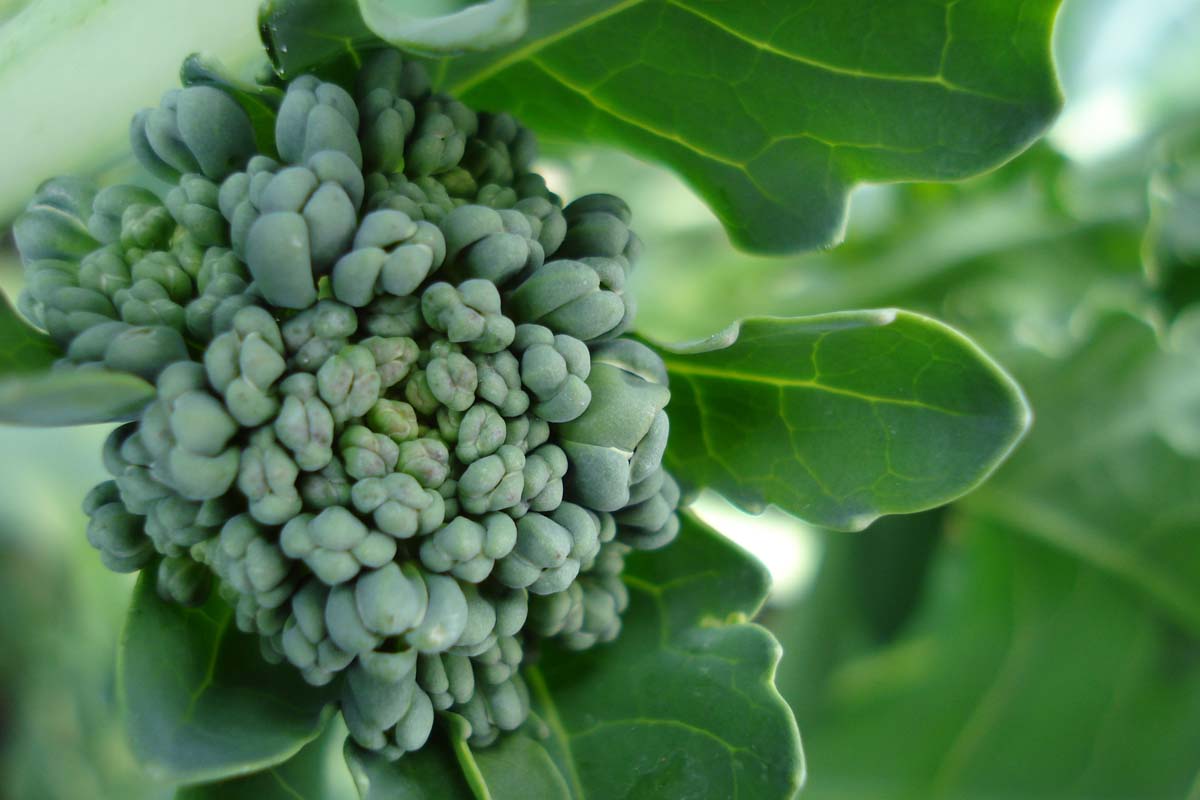 Un gros plan du détail d'une tête de brocoli, montrant la petite inflorescence, entourée d'un feuillage vert.