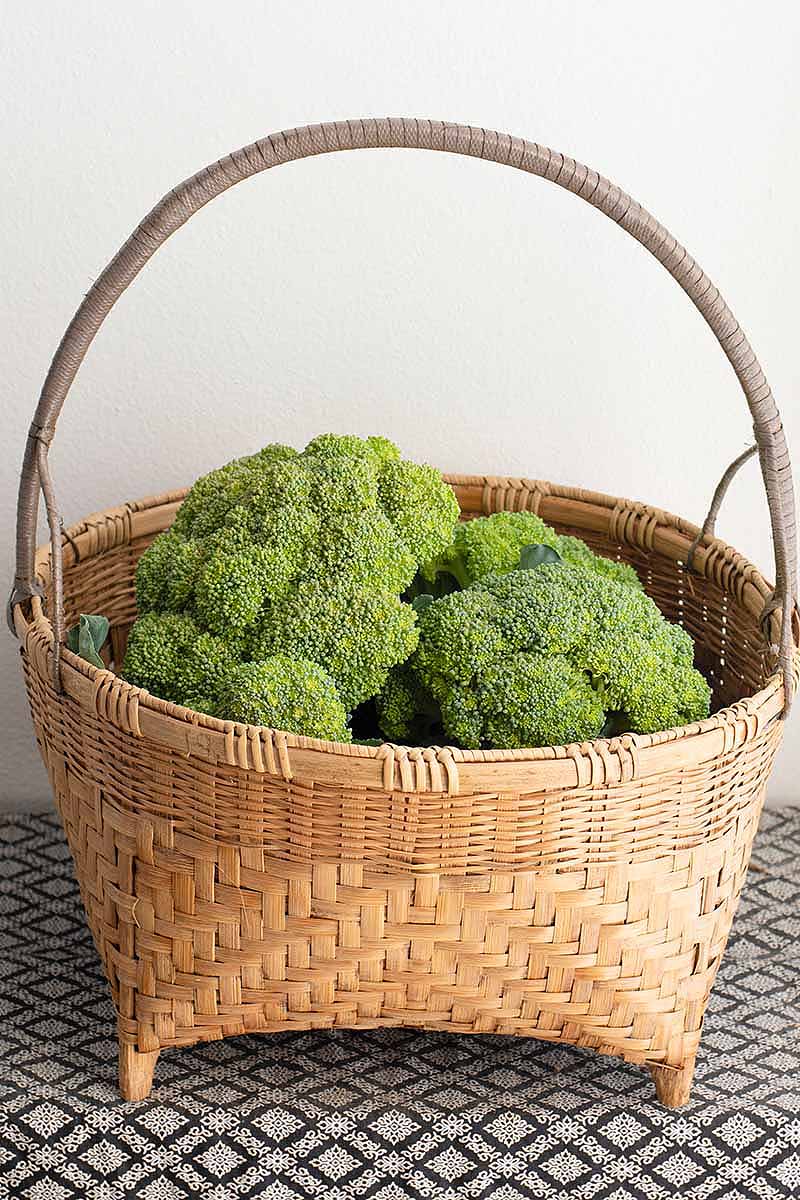 Une image verticale d'un grand panier en osier contenant des têtes de brocoli fraîchement récoltées, réglé sur une surface de tissu cochée sur un fond blanc.