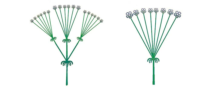 Schéma FLOR dans Umbela simple ou composé Schéma FLOR dans Umbela simple ou composé
