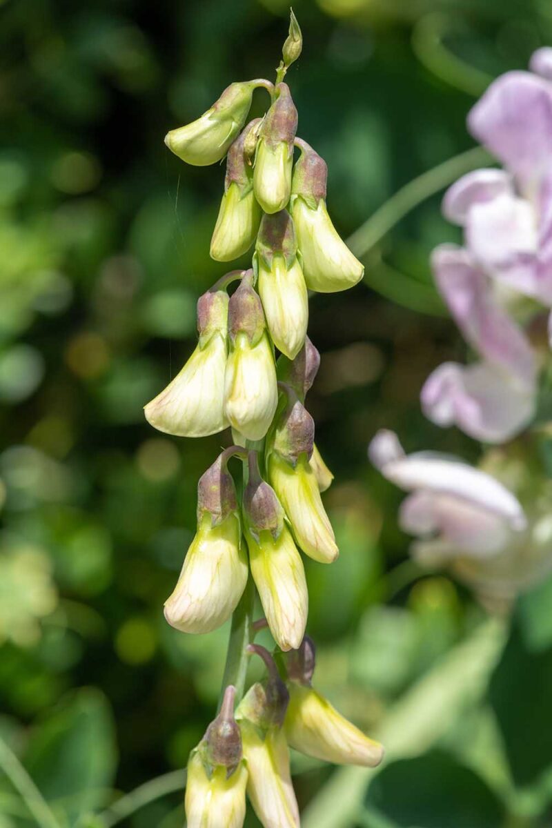 Une image verticale rapprochée des boutons floraux sur une plante de pois sucré (Lathyrus odoratus) poussant dans le jardin illustré sur un fond de mise au point doux.