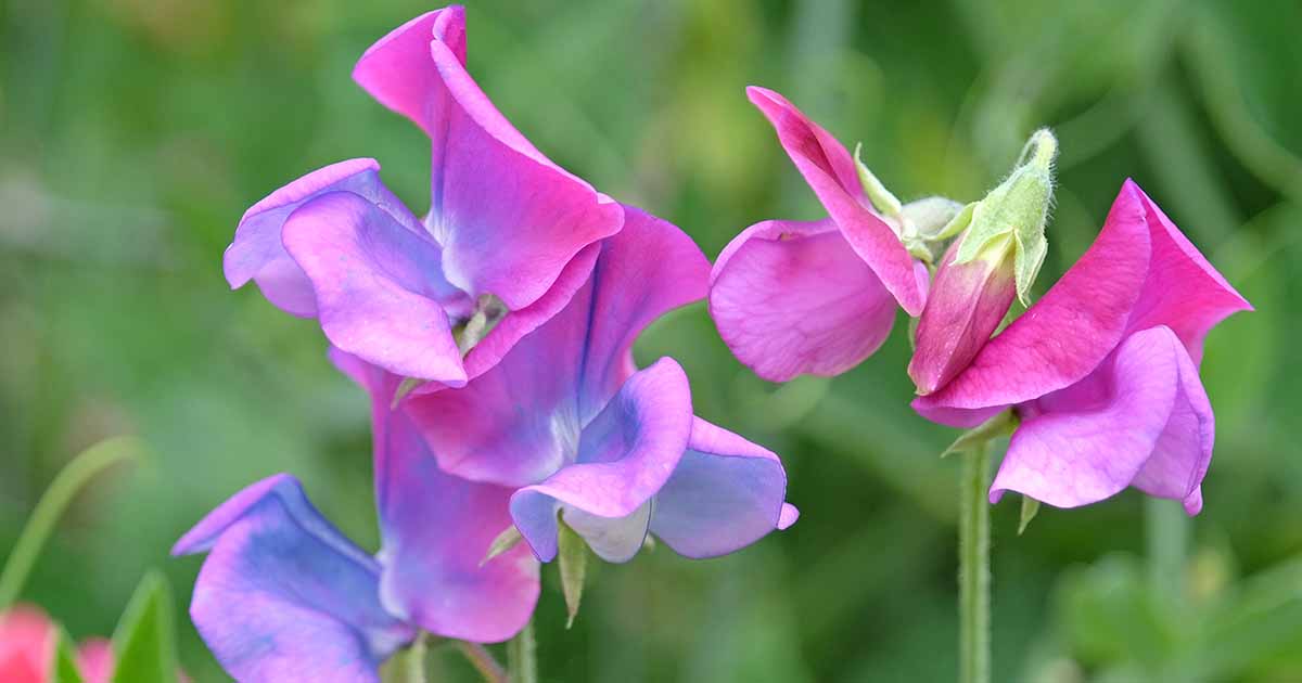 7 raisons pour lesquelles les pois doux ne fleurissent pas