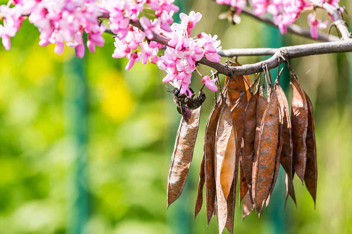 Une image horizontale rapprochée des gousses de graines et des fleurs roses d'un arbre Redbud oriental (Cercis siliquastrum) illustré sous un soleil léger sur un fond de mise au point doux.