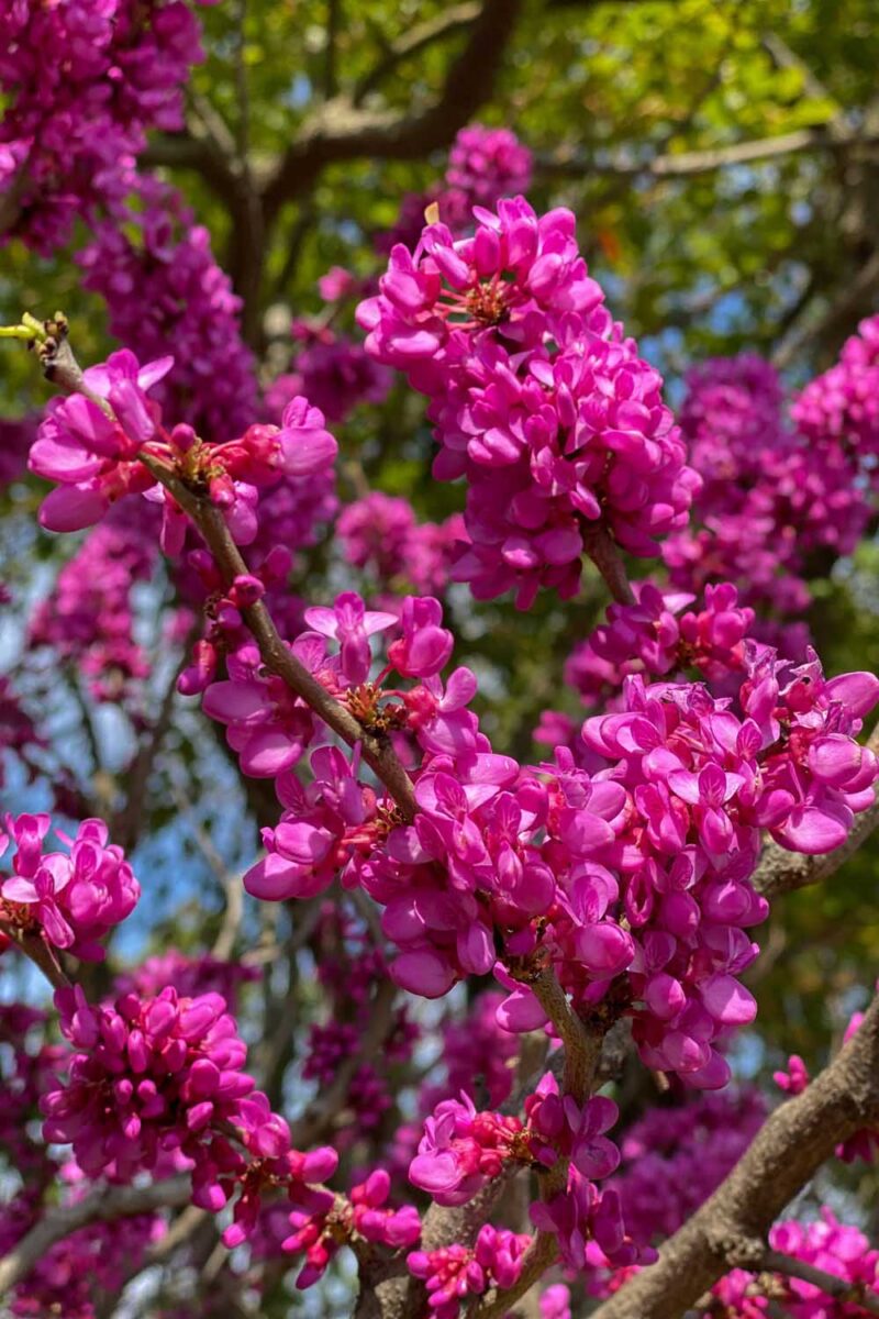Gros plan des fleurs rose vif d'un cultivar amélioré d'un arbre redbud oriental.