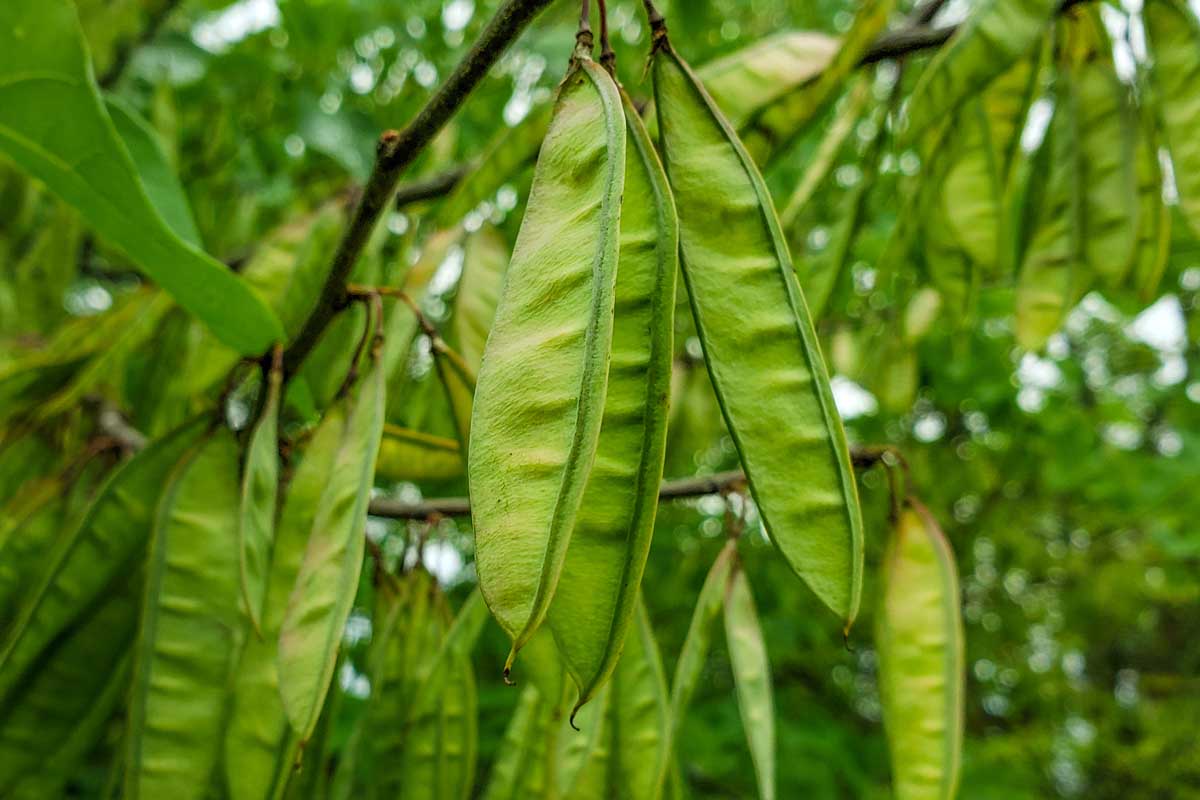 Greedbud Seed Pods suspendus à une branche.