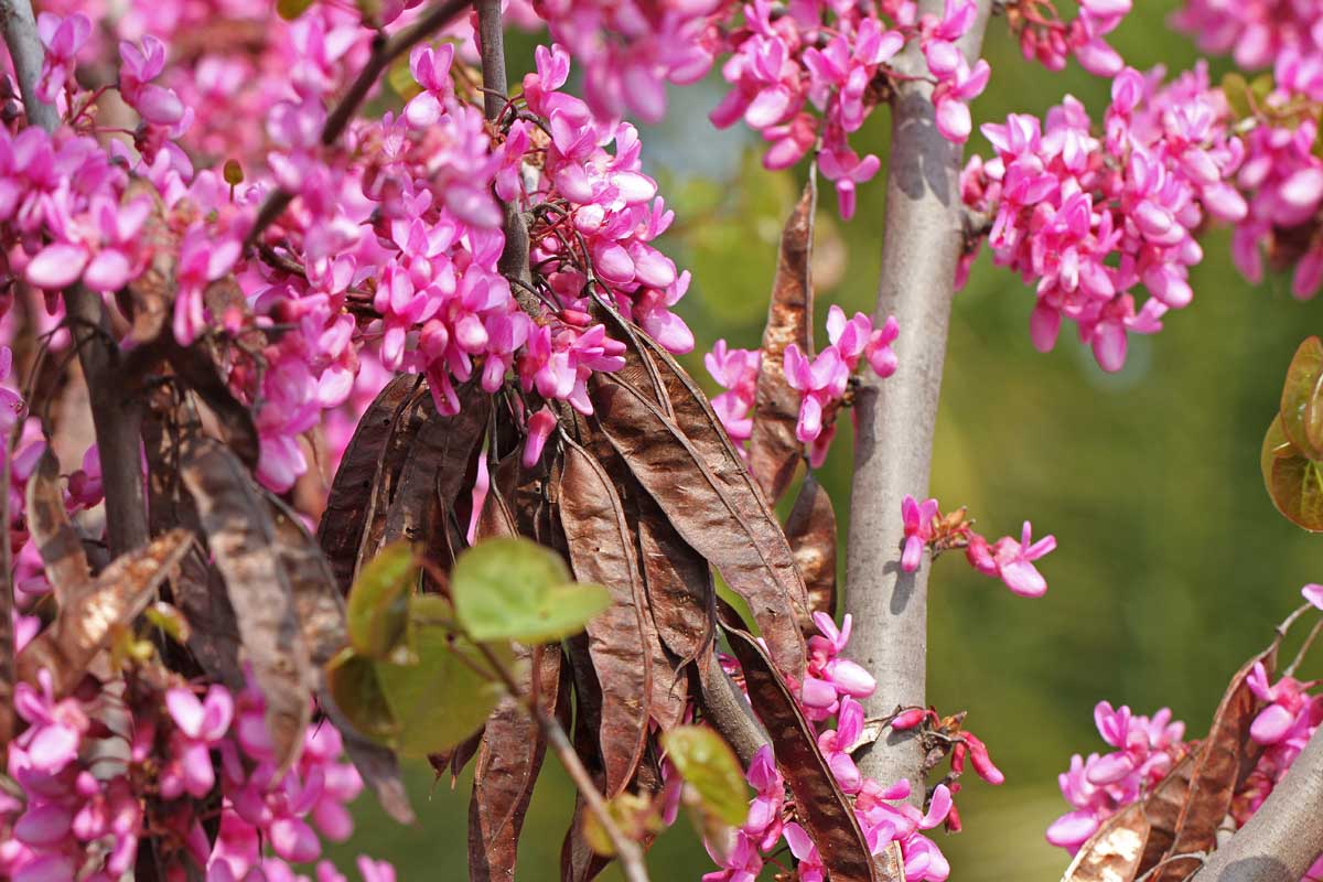 Gros plan des premières fleurs roses des Redbuds orientales ainsi que de vieilles gousses de graines suspendues aux branches.
