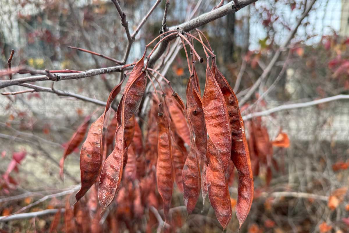 Des gousses de graines Redbud séchées et brunes suspendues à des branches autrement nues à l'automne.