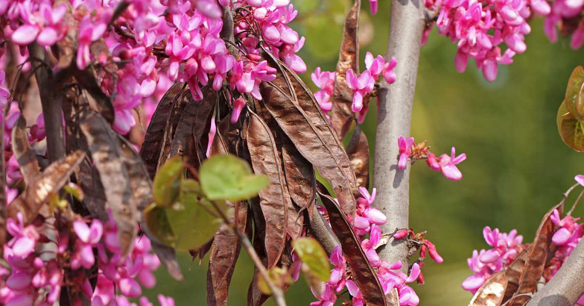 Apprenez à propager les arbres Redbud