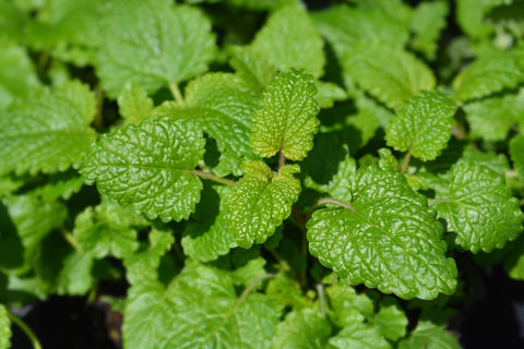 Mélisse officinale