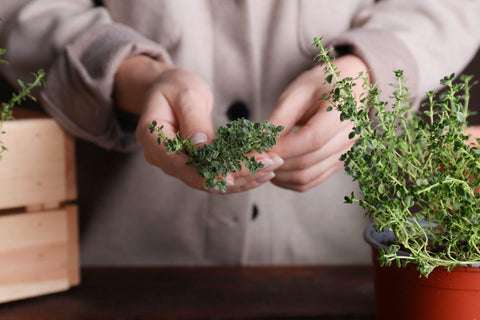 Conseils rapides pour faire pousser des herbes à partir des graines