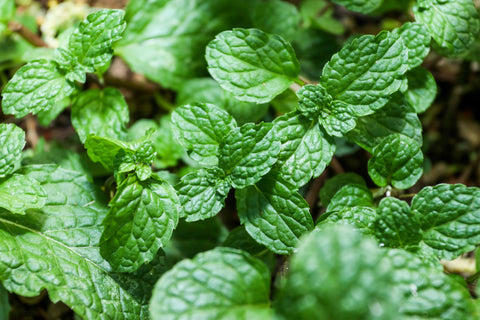 Menthe poivrée