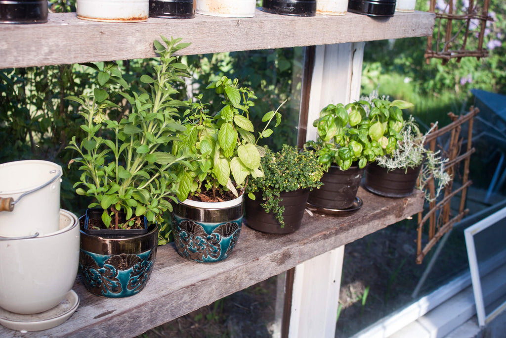 7 meilleures herbes pour grandir dans des pots en Inde cet été