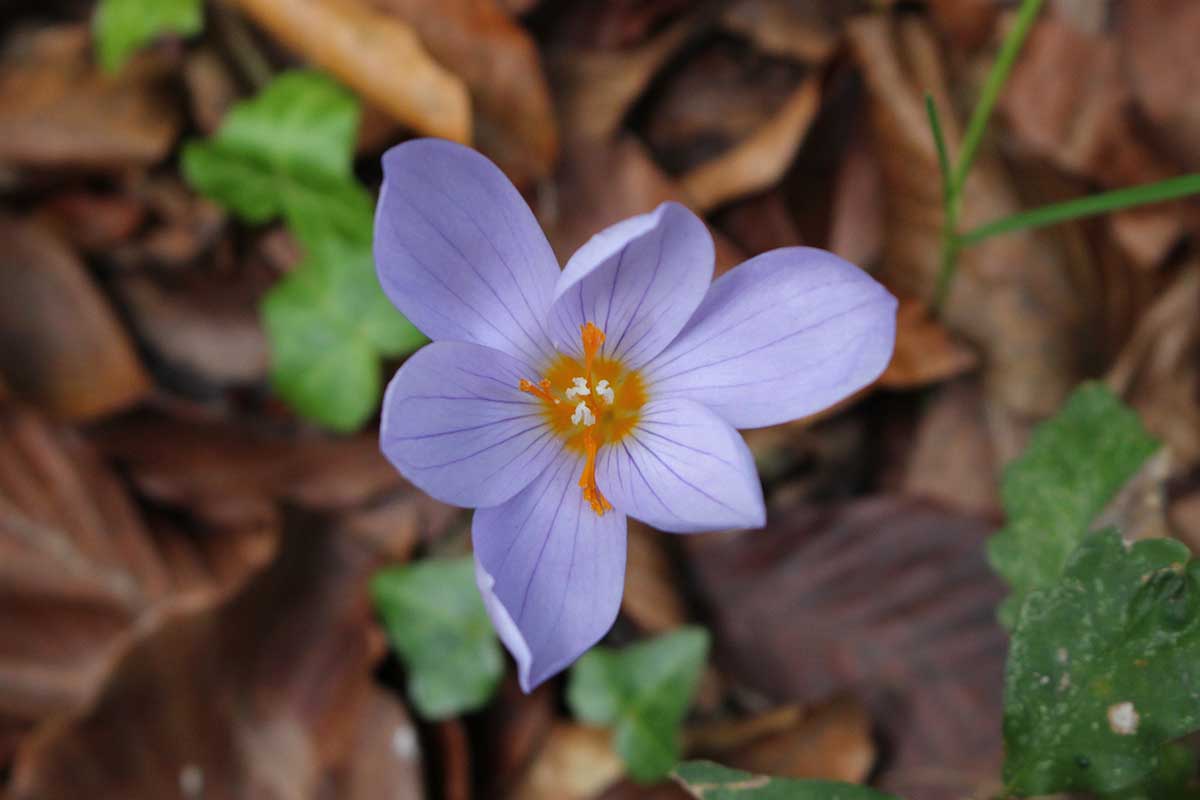 Image de gros plan au-dessus d'une fleur de pulchellus de Crocus lavande pâle, avec des veines violettes plus foncées et un centre jaune, poussant dans un sol recouvert de brun et quelques feuilles vertes.