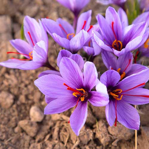 Une image carrée rapprochée de crocus de safran violet poussant dans le jardin.