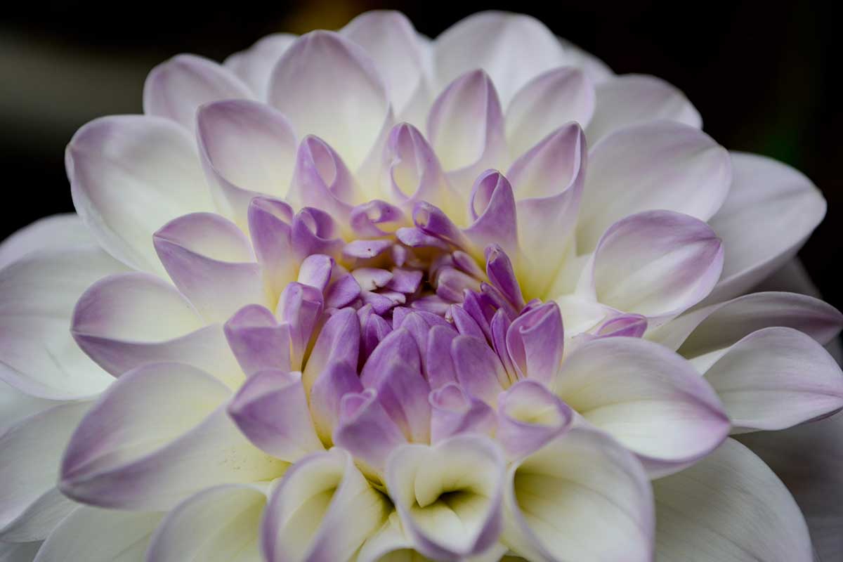 Close up extrêmement raccourci des pétales blancs, jaune pâle et lavande d'une fleur dahlia «eveline», avec un fond noir.