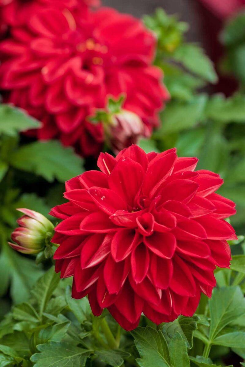 Image verticale de deux fleurs de dahlia rouges avec plusieurs bourgeons sur le point de fleurir et les feuilles vertes.