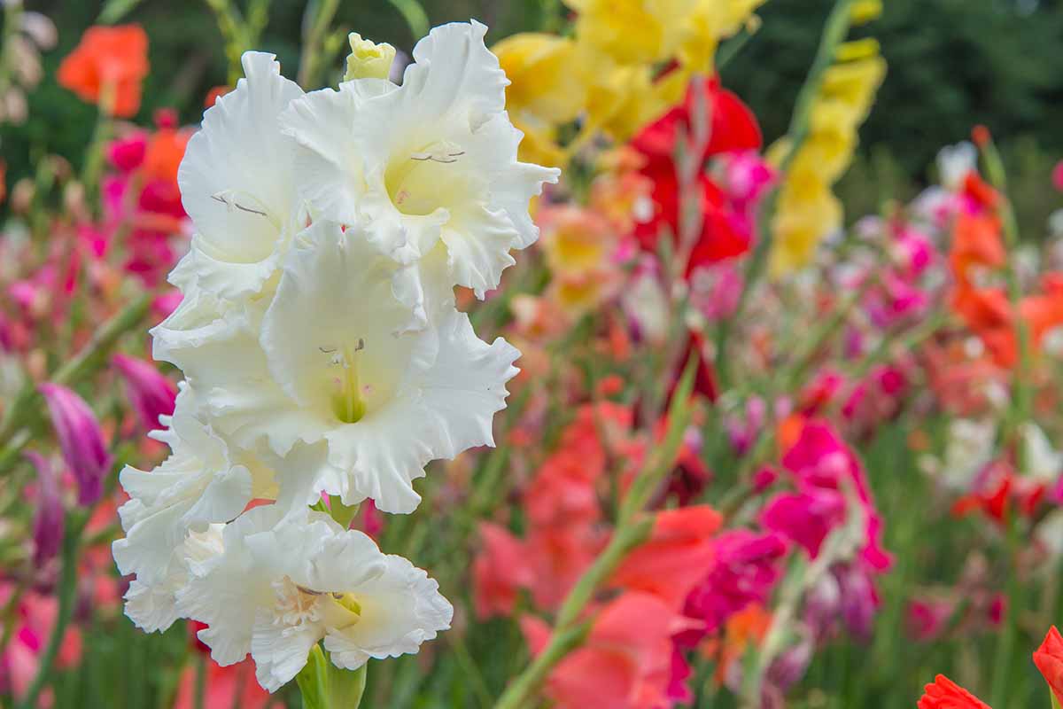 Fleurs de glaïeul blanches avec des centres jaune pâle, avec des fleurs roses, orange, jaune et rouge en foyer doux en arrière-plan, poussant dans un champ.