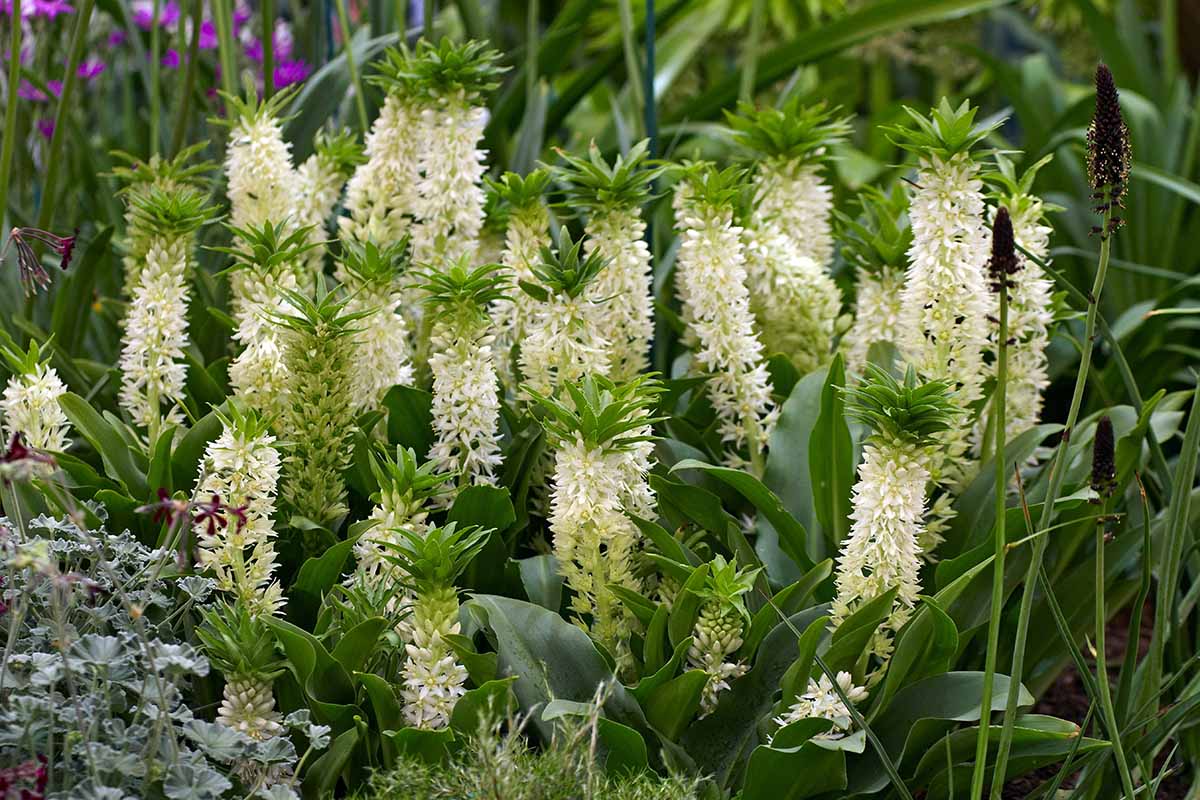 Un groupe d'environ 15 pointes de fleurs de lys d'ananas, avec des hauts verts et des fleurs jaunes.
