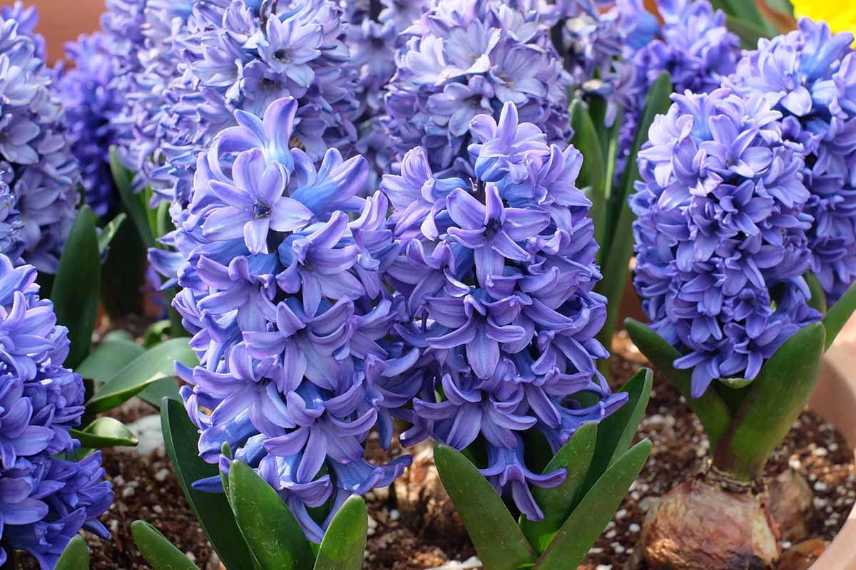 Fleurs de jacinthe violet bleuâtre avec des feuilles vertes, poussant dans un pot.