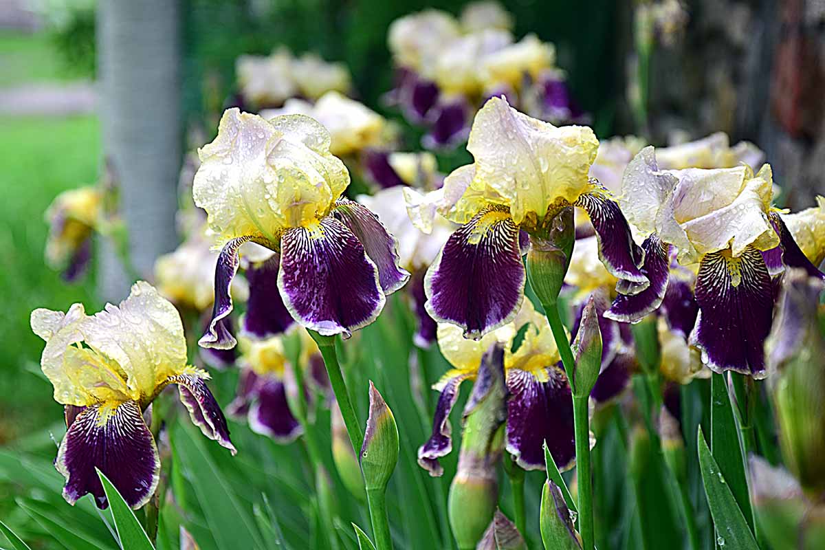 Irises jaune pâle et violet avec des feuilles vertes.
