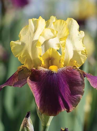 Un gros plan d'un seul iris «flagrant» poussant dans le jardin illustré sur un fond de mise au point doux.