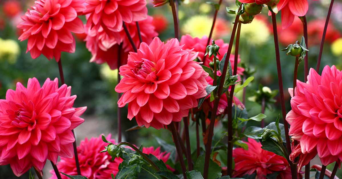 15 des meilleures ampoules à fleurs de la fin de l'été