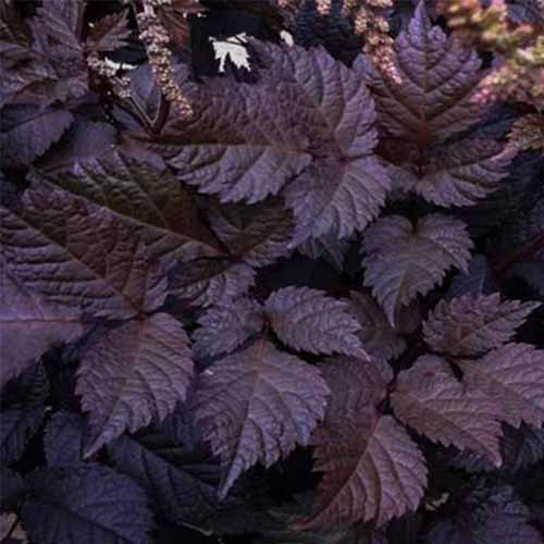 Une image carrée grossière du feuillage Astilbe «Chocolate Shogun».