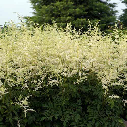 Une image carrée rapprochée de fleurs Astilbe «Veil Bridal» poussant dans le jardin.