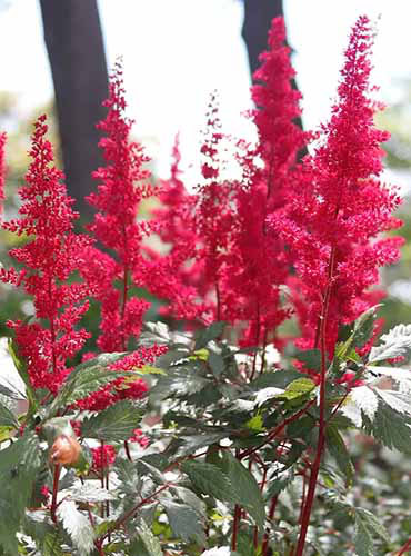 Une image verticale rapprochée des fleurs Astilbe «fanales» rouges poussant dans le jardin.