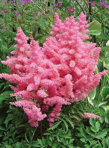 Un gros plan de fleurs Astilbe «Younique Pink» poussant dans le jardin illustré sous le soleil léger.