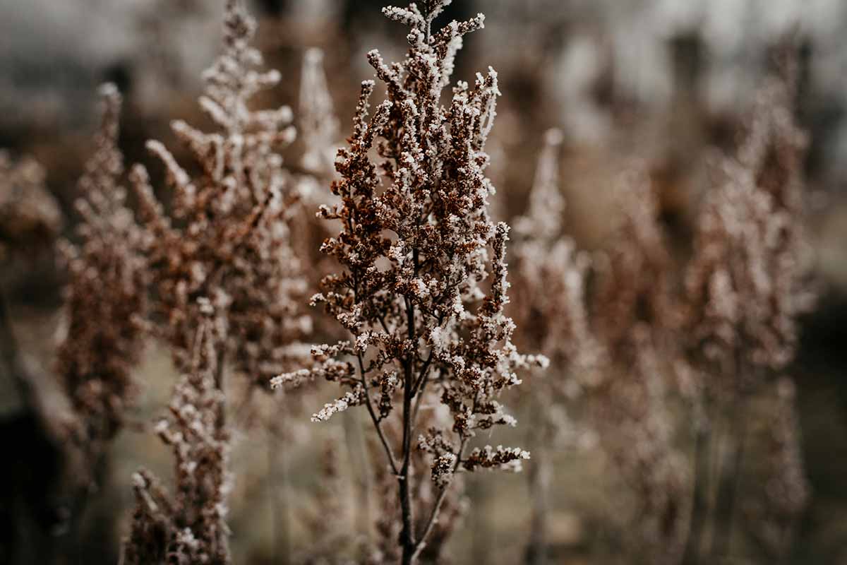 Un gros plan de fleurs Astilbe fanées dans le jardin d'hiver.